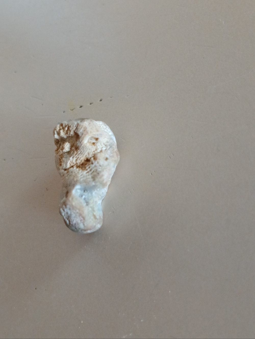 Fossil Collection - Picture 3 of 16